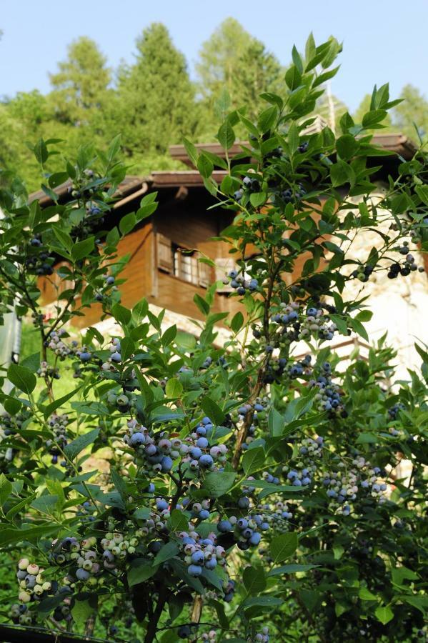 B&B Il Sambuco Vignola (Trentino) Exterior foto